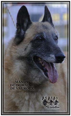 CH. Mandy du Domaine de Vauroux