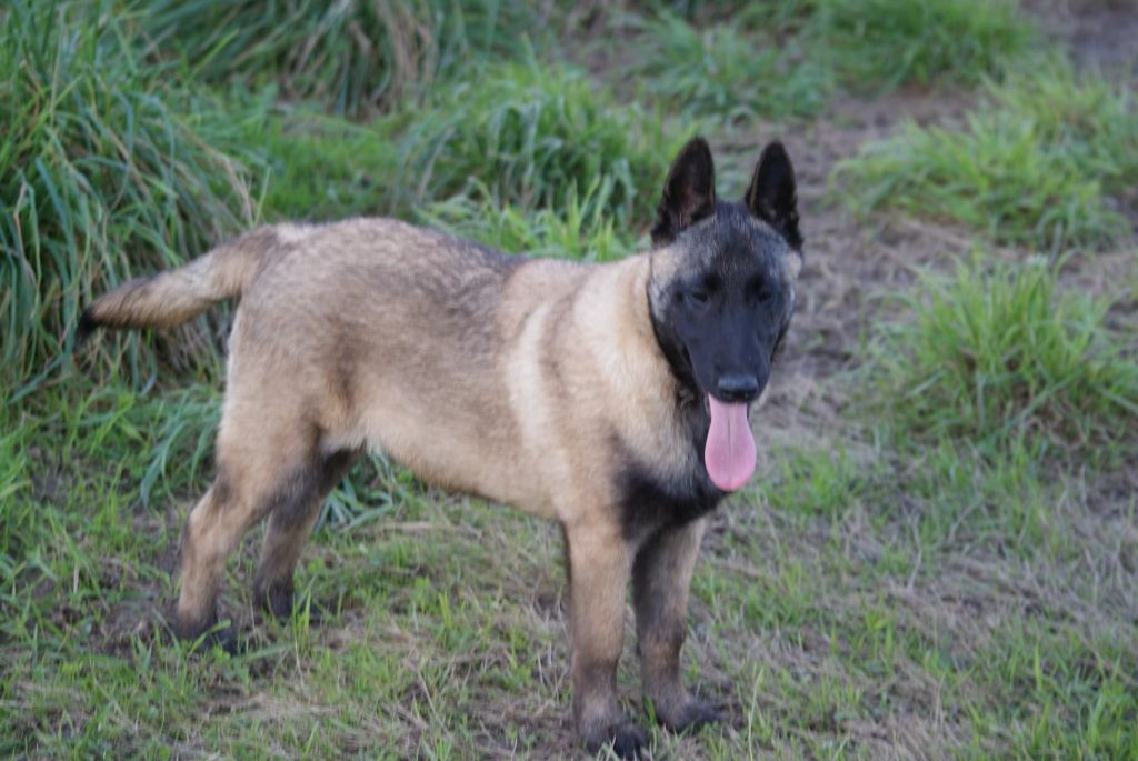 chiot Berger Belge du Domaine de Vauroux