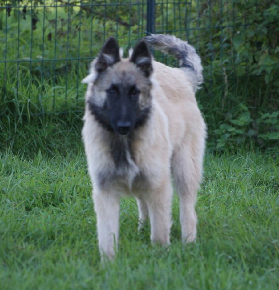 du Domaine de Vauroux - Chiot disponible  - Berger Belge