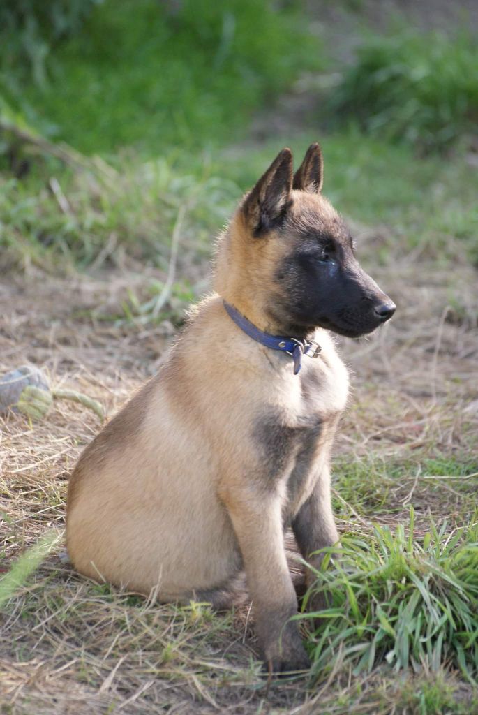 chiot Berger Belge du Domaine de Vauroux