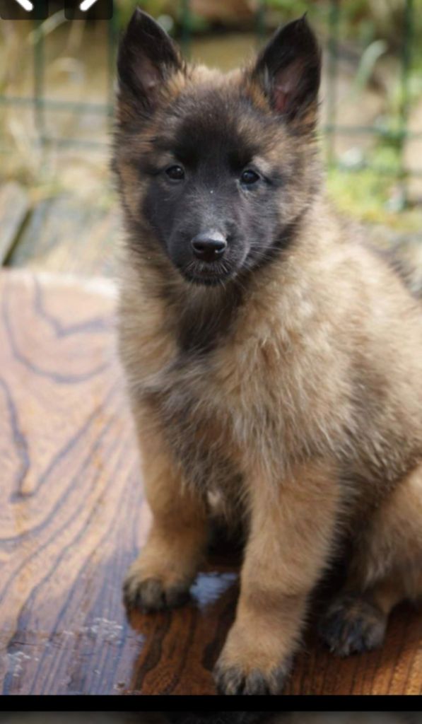 chiot Berger Belge du Domaine de Vauroux