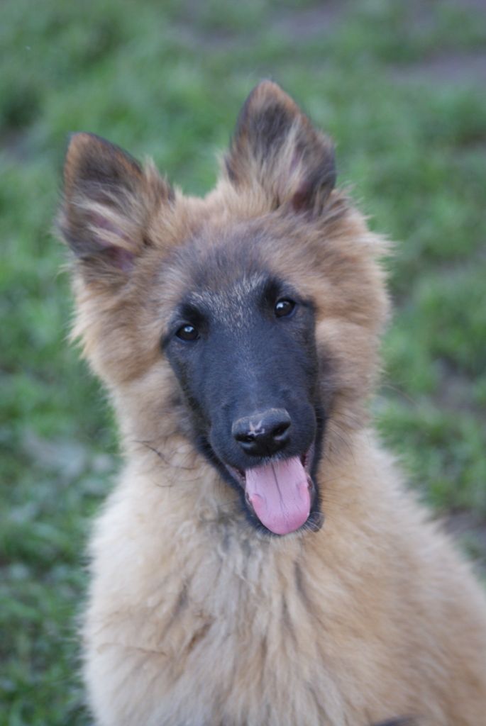 chiot Berger Belge du Domaine de Vauroux