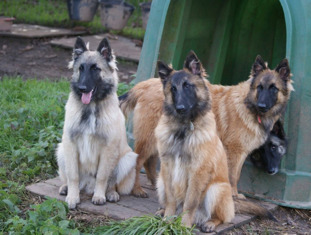 chiot Berger Belge du Domaine de Vauroux