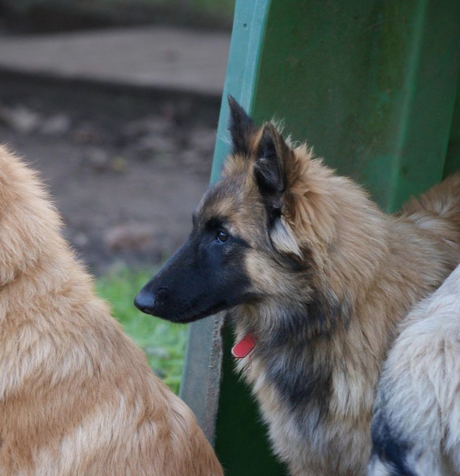 du Domaine de Vauroux - Chiot disponible  - Berger Belge