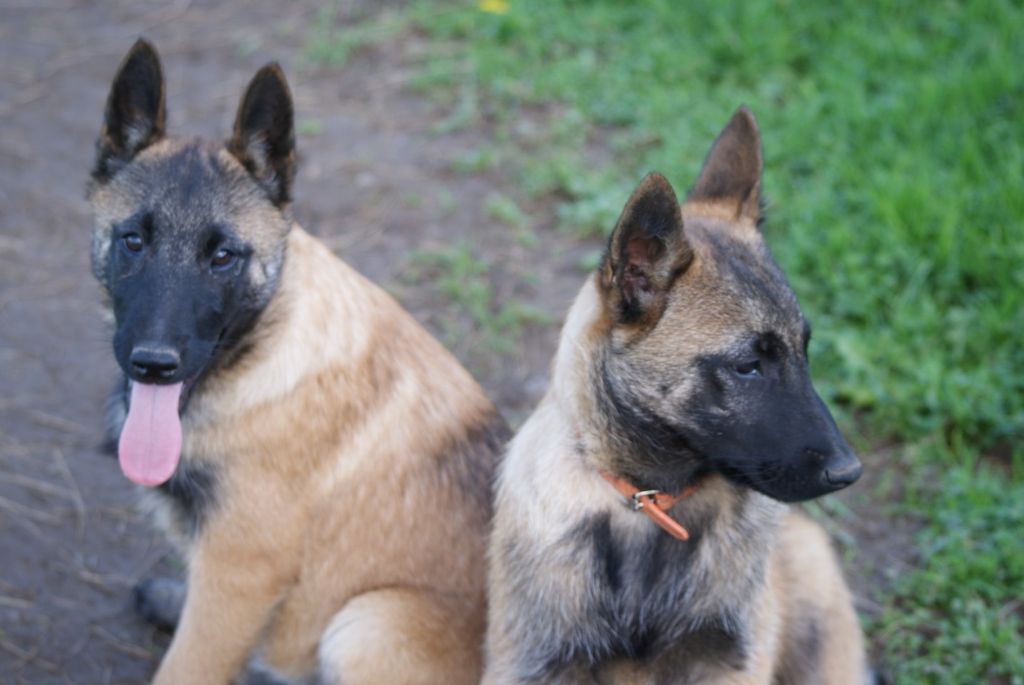 chiot Berger Belge du Domaine de Vauroux