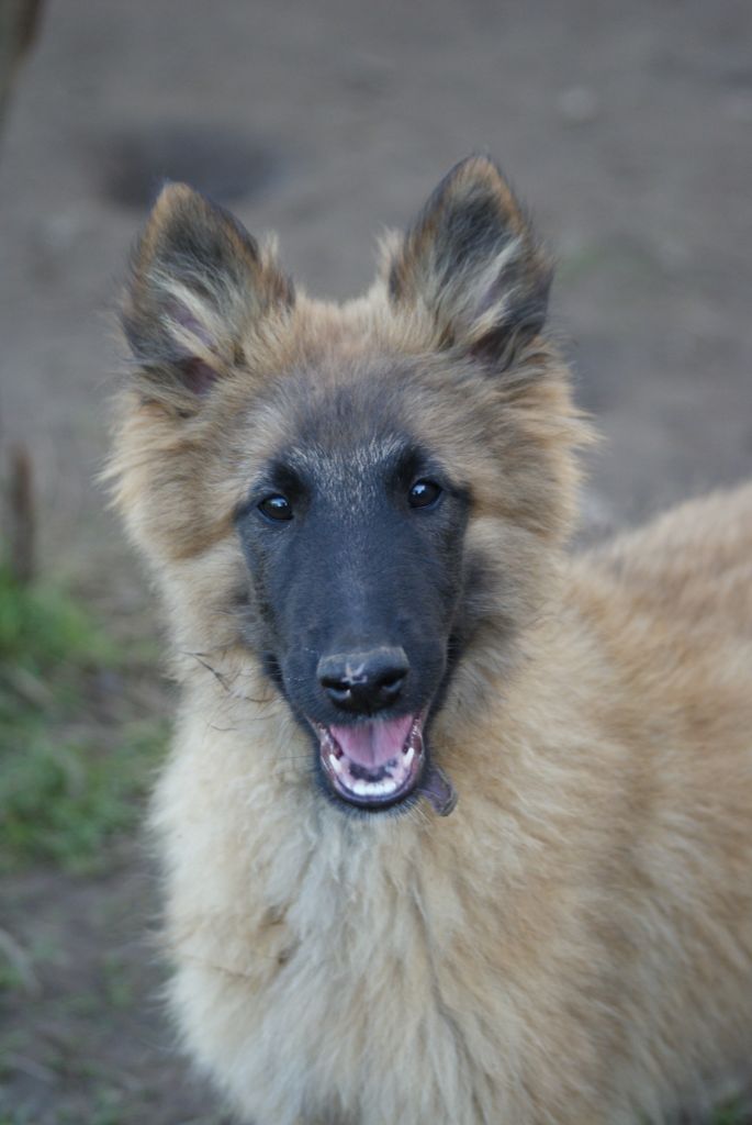 du Domaine de Vauroux - Chiot disponible  - Berger Belge