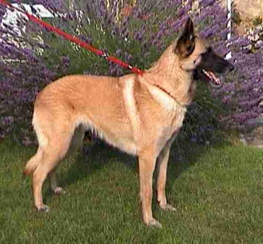 CH. Mandy du Domaine de Vauroux