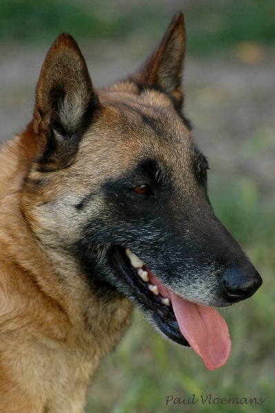 Darling du Domaine de Vauroux