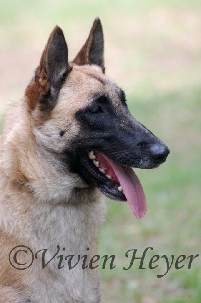 CH. Farrah fawcett du Domaine de Vauroux