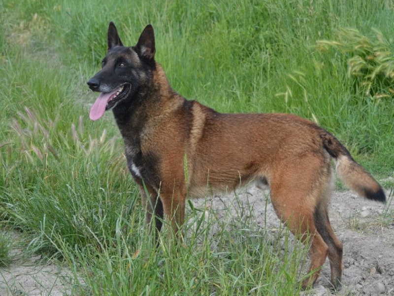 Drover du Domaine de Vauroux