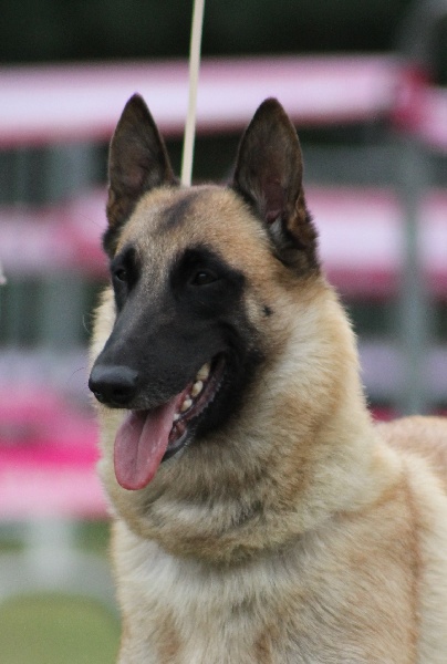 Ginger du Domaine de Vauroux