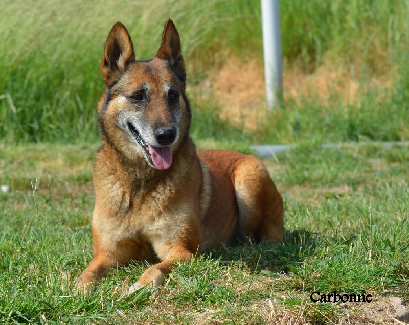 Carbonne du Domaine de Vauroux
