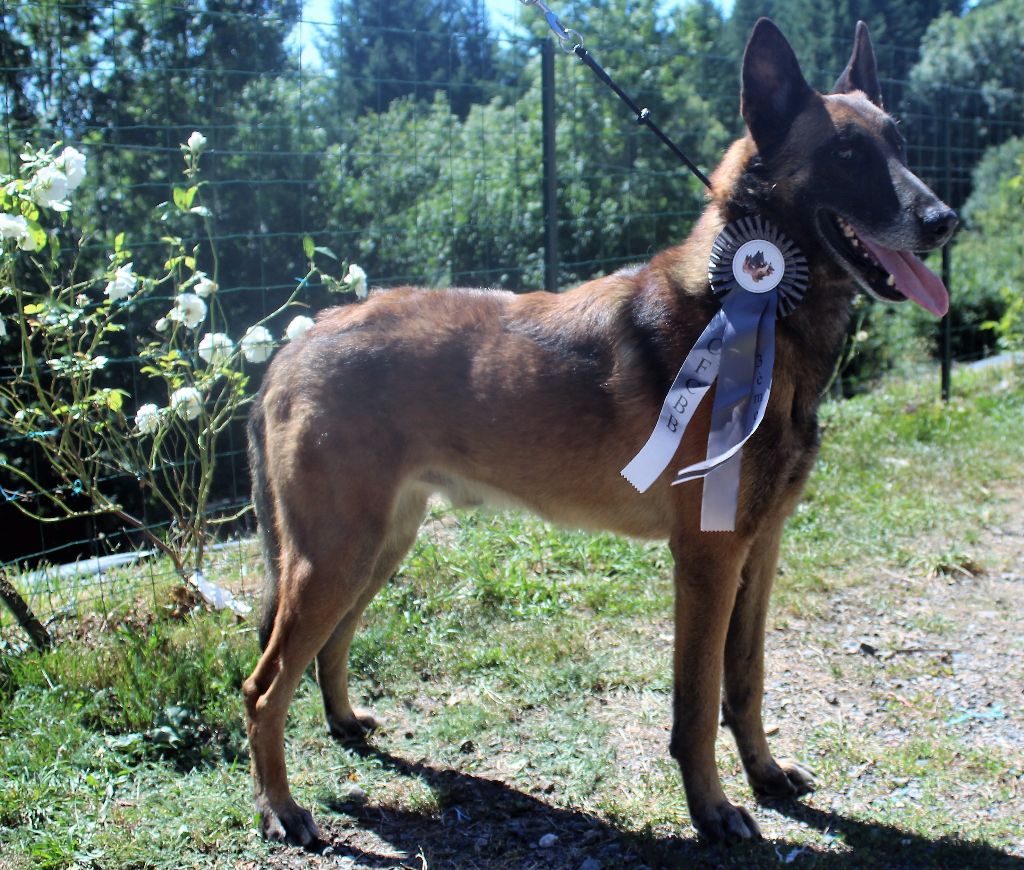 Furax du Domaine de Vauroux