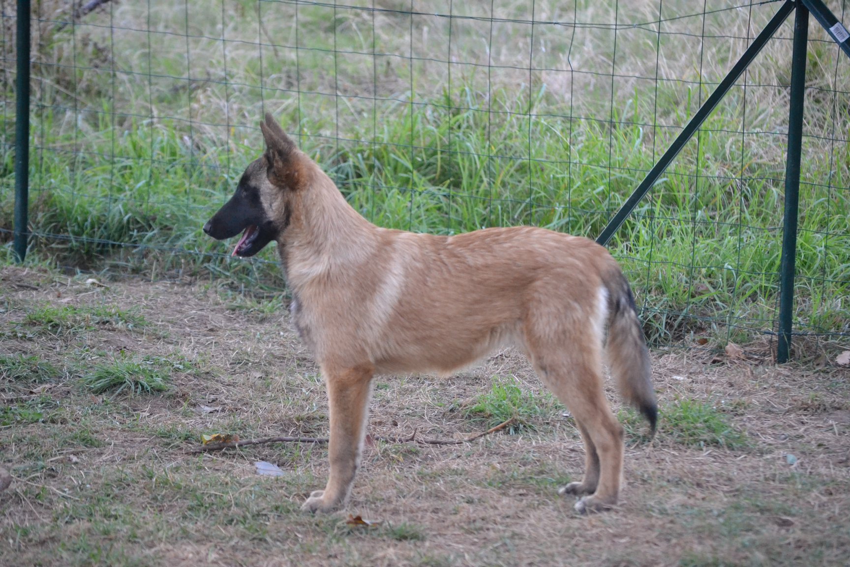 Orange amére du Domaine de Vauroux