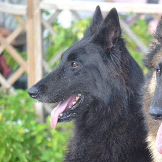 Islande du Domaine de Vauroux