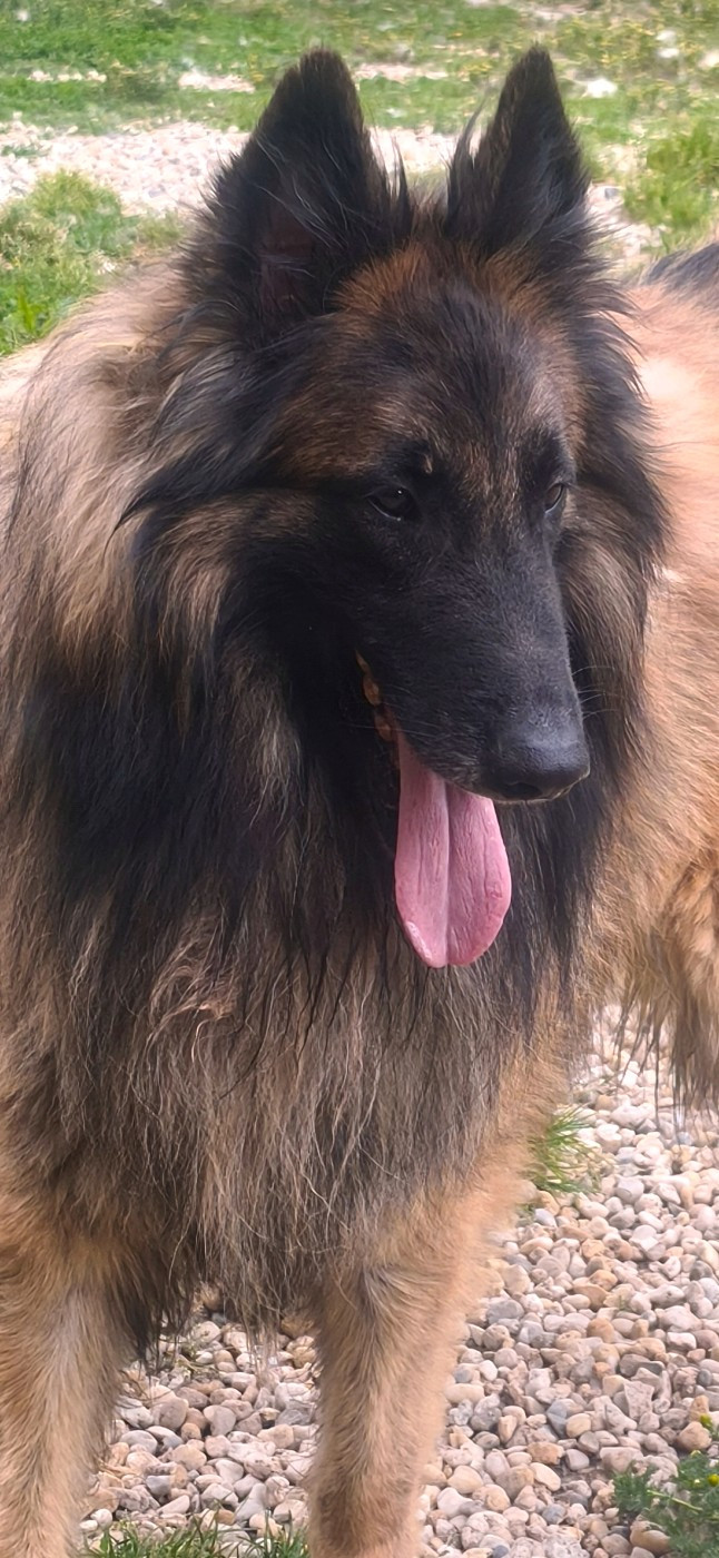ULZAR du Domaine de Vauroux