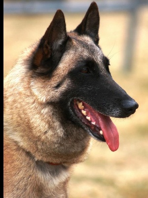 du Domaine de Vauroux - MEILLEUR MALINOIS CHAMPIONNAT FRANCE 2013