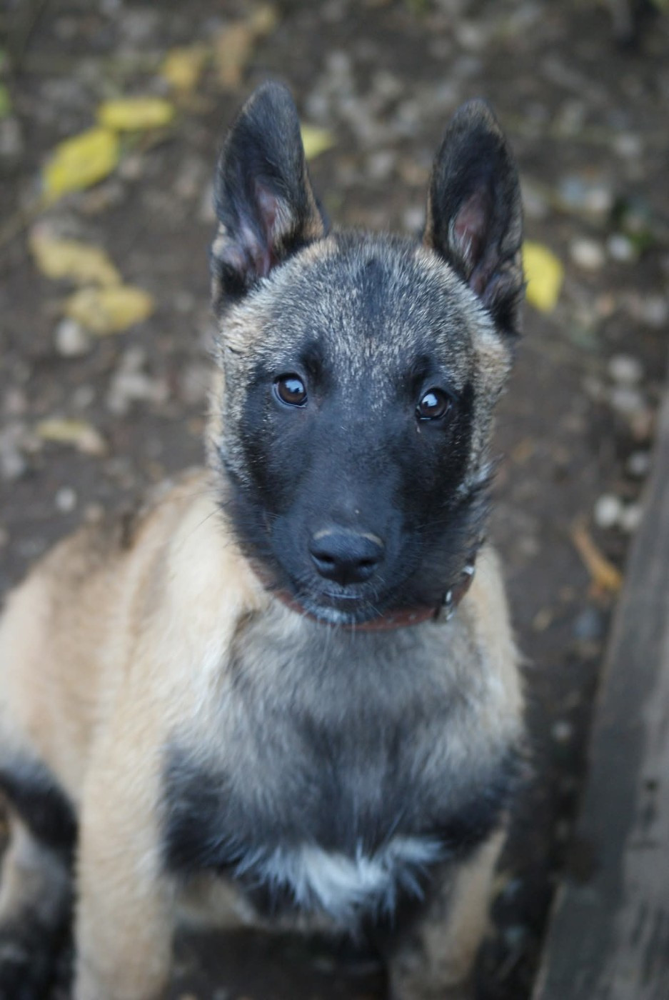 Portée d'exception MALINOIS DE BEAUTÉ bientôt disponible !