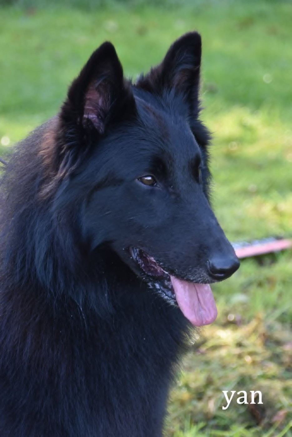 MAGNIFIQUES GROENENDAEL DISPONIBLES