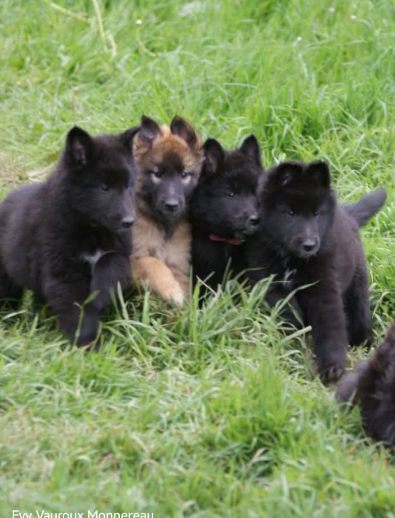 Chiots Groenendael et Tervueren disponibles autour du 20 mai 