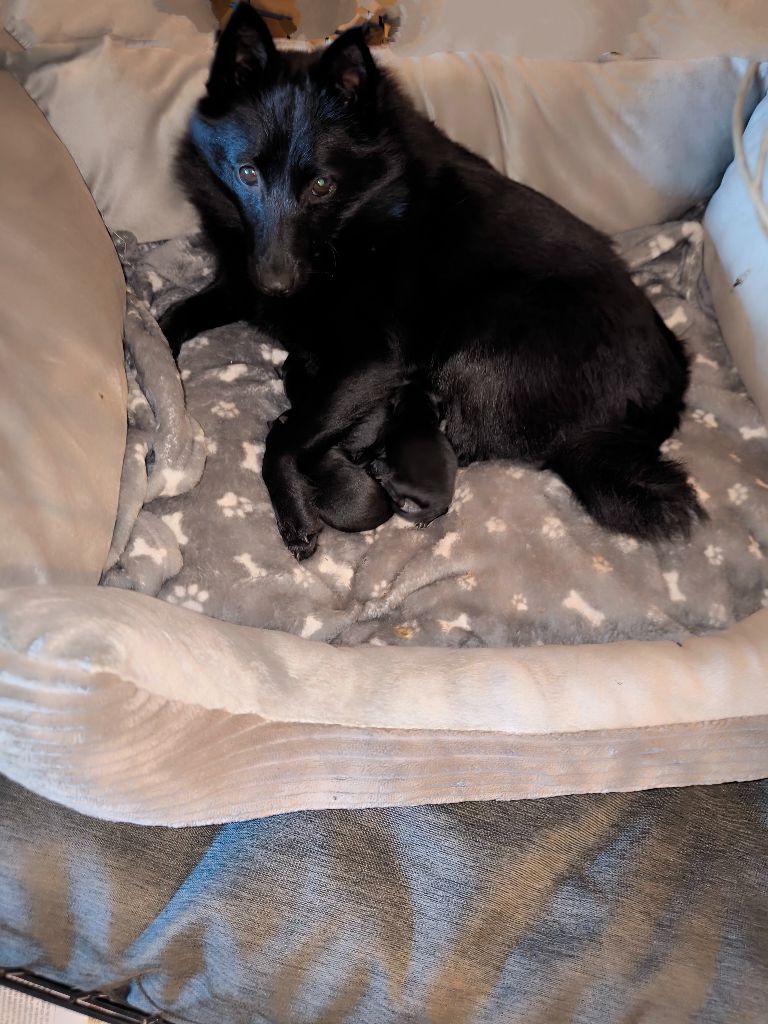 du Domaine de Vauroux - Nos bébés sont nés et se portent à merveille !