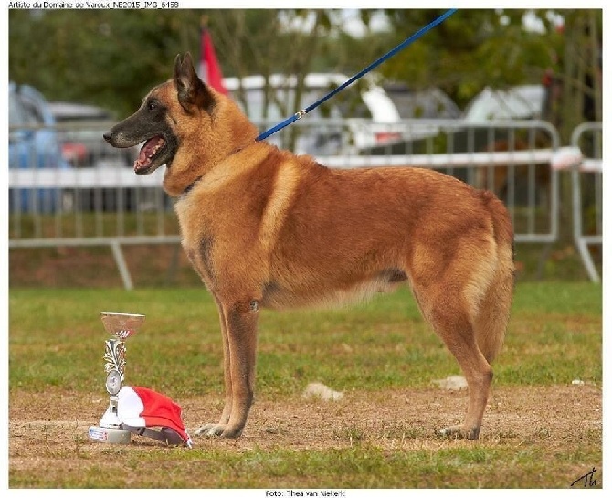 du Domaine de Vauroux - Malinois : RCAC mâle classe. travail a la Nationale d Élevage 2015