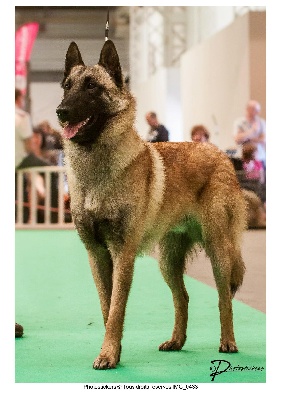 du Domaine de Vauroux - MEILLEUR JEUNE MALINOIS CHAMPIONNAT FRANCE 2013