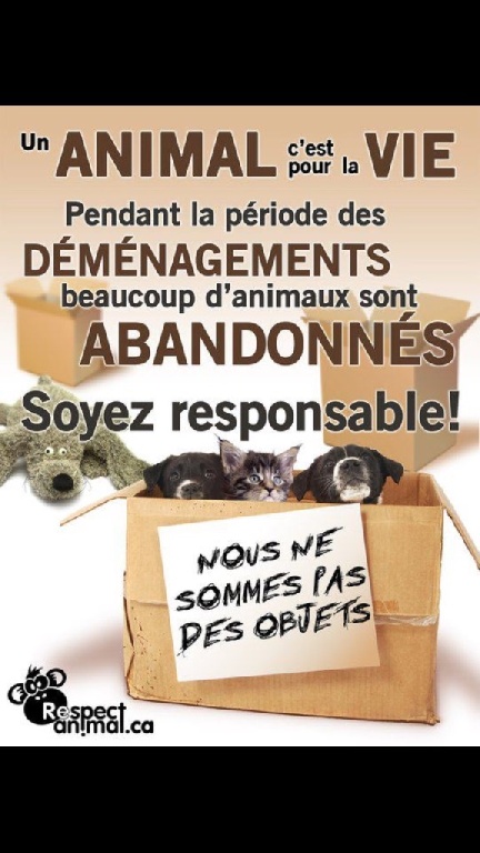 du Domaine de Vauroux - Adopter un chiot est un acte réfléchi qui durera 15 ans !