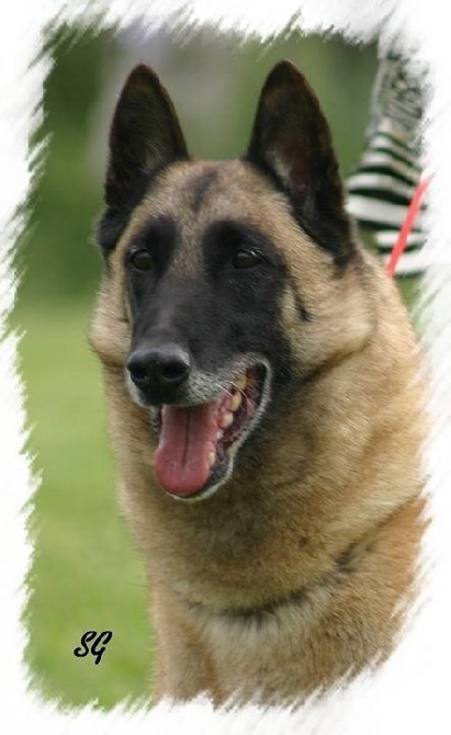 du Domaine de Vauroux - BEST OF BREED AU CHAMPIONNAT DE FRANCE 2015 !!!