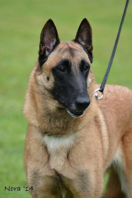 du Domaine de Vauroux - NOUVELLE CHAMPIONNE DE FRANCE 2015 "HEIDI"