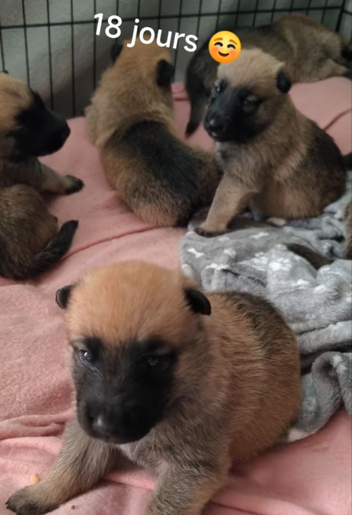Nos bébés Malinois 2025 sont nés ! 