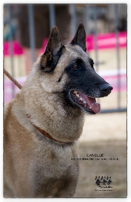 du Domaine de Vauroux - BEST IN SHOW de la Nationale d'Elevage 2012 !