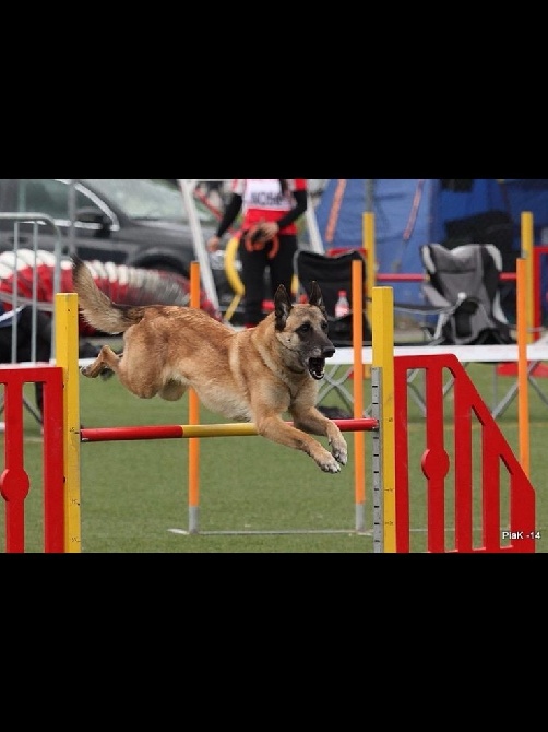 du Domaine de Vauroux - VICE-CHAMPIONNE DU MONDE D AGILITY 2015 !