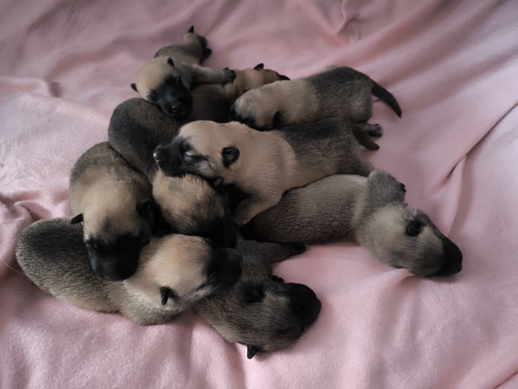 Nos bébés Malinois 2025 sont nés ! 