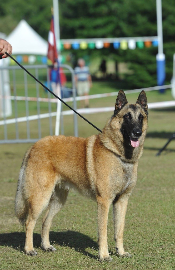 du Domaine de Vauroux - SR JEMS''KO du DDV 1er EX CAC de la NE 2017 et 2018