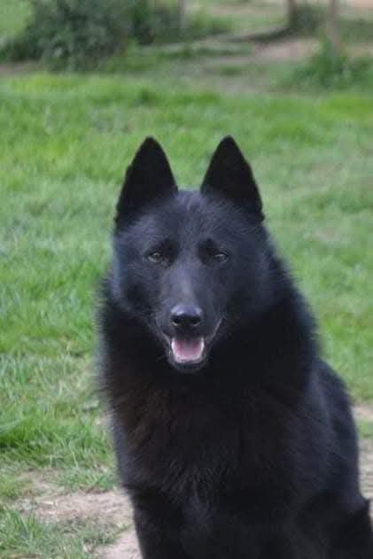 Je met en vente mes adultes SCHIPPERKE.