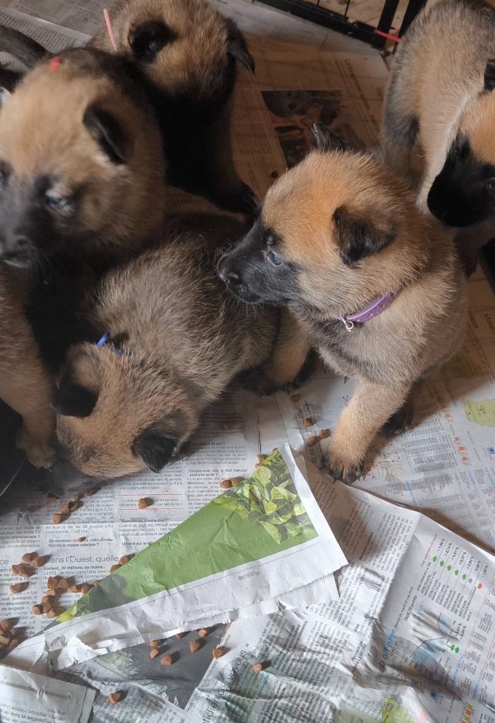 du Domaine de Vauroux - Chiots disponibles - Berger Belge