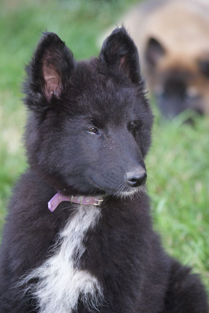 du Domaine de Vauroux - Chiots disponibles - Berger Belge