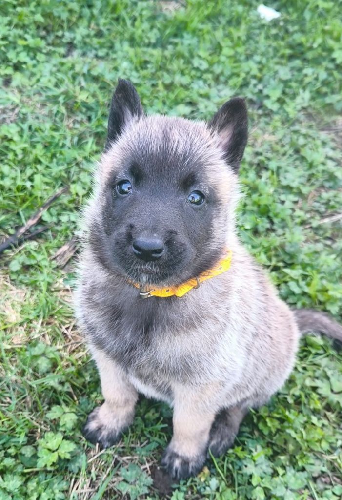 du Domaine de Vauroux - Chiots disponibles - Berger Belge