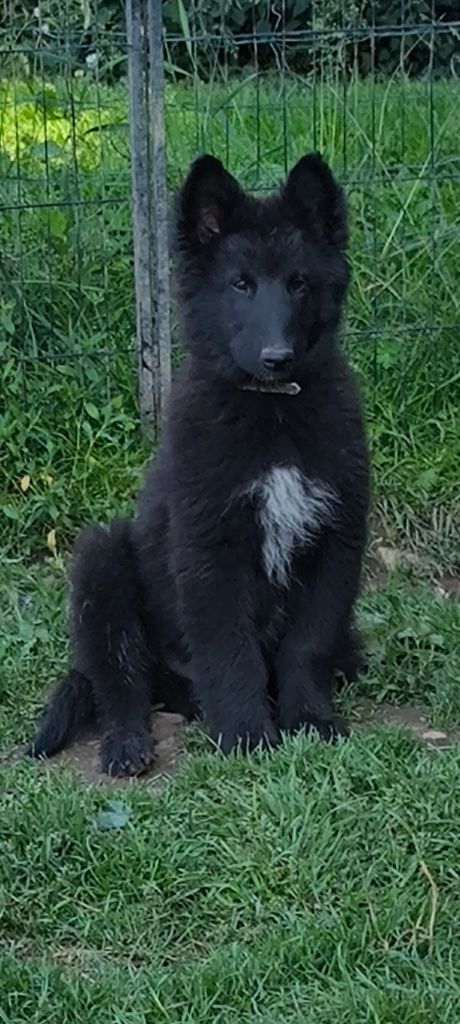 du Domaine de Vauroux - Chiots disponibles - Berger Belge