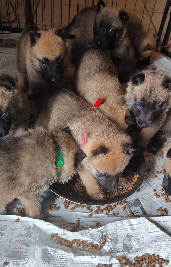 du Domaine de Vauroux - Chiots disponibles - Berger Belge