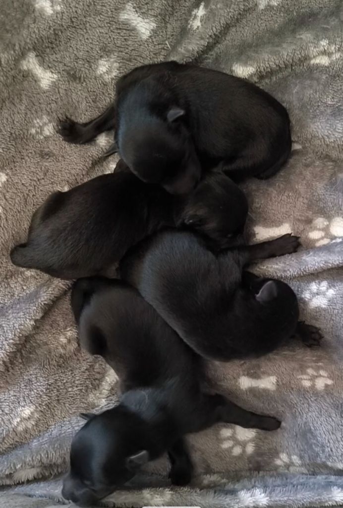 du Domaine de Vauroux - Chiots disponibles - Schipperke