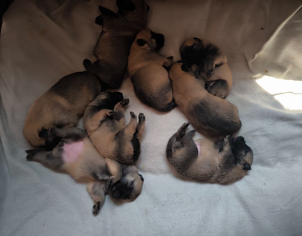 du Domaine de Vauroux - Chiots disponibles - Berger Belge
