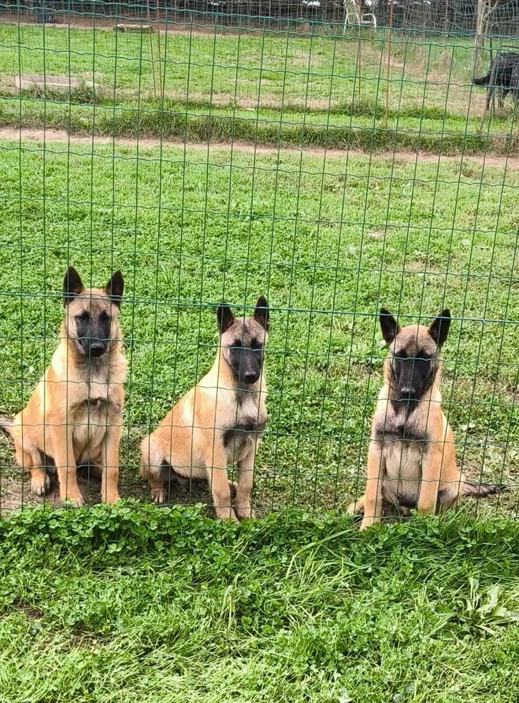 du Domaine de Vauroux - Chiots disponibles - Berger Belge