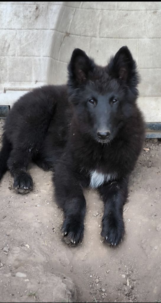 du Domaine de Vauroux - Chiots disponibles - Berger Belge