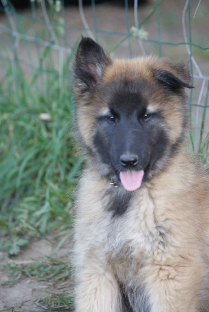 du Domaine de Vauroux - Chiots disponibles - Berger Belge