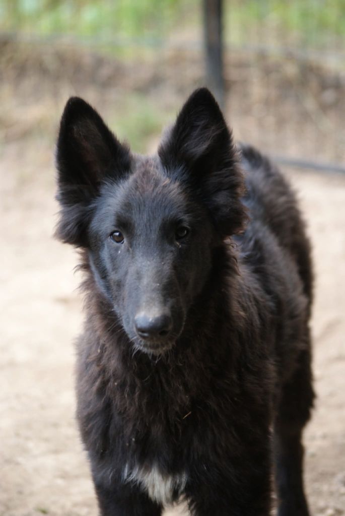 du Domaine de Vauroux - Chiots disponibles - Berger Belge