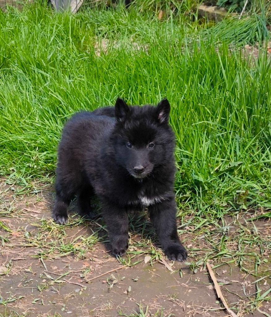 du Domaine de Vauroux - Chiots disponibles - Berger Belge