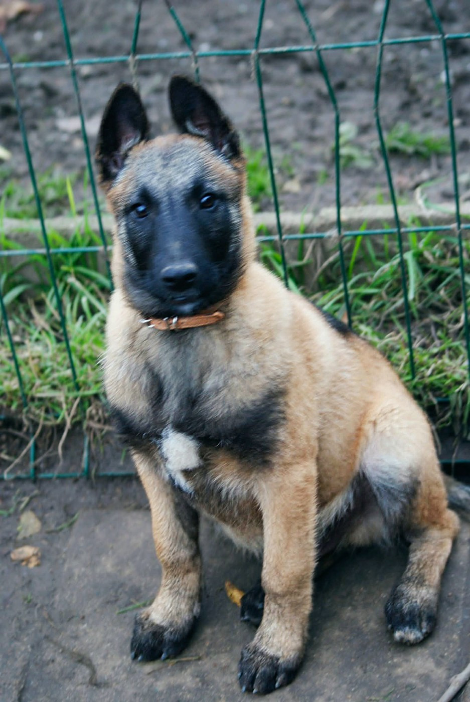 Chiot Berger Belge du Domaine de Vauroux