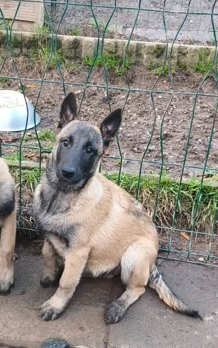 du Domaine de Vauroux - Chiots disponibles - Berger Belge